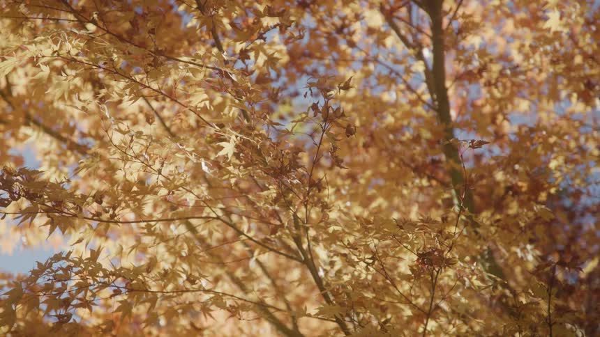 Branches covered with golden leaves illuminated by sunlight