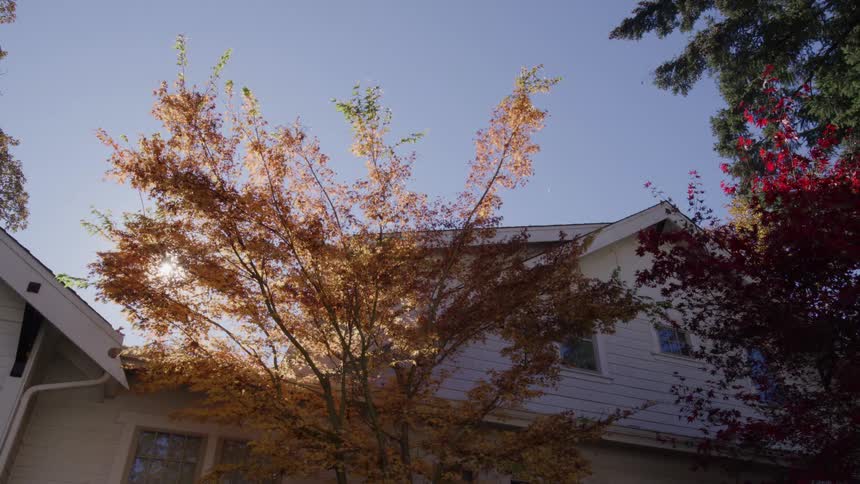 Tree with golden leaves beside a house under a blue sky