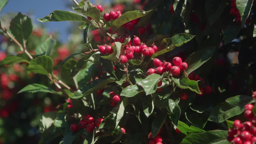 A close view shows bright clusters of small red berries hanging from a tree branch amongst deep green leaves against a clear blue sky under bright sunlight