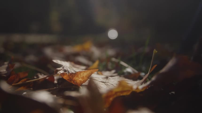 Some fallen leaves flutter on the breeze