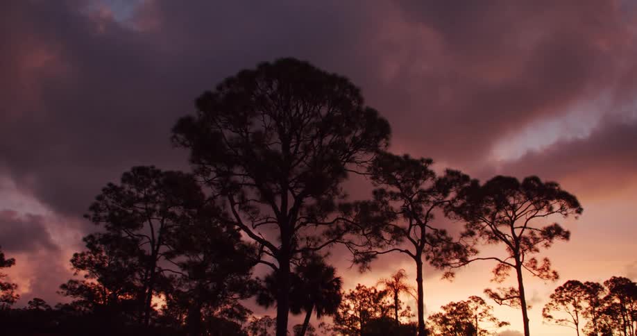 The video shows a dramatic shot of tree silhouettes against a vibrant sunset or sunrise sky that is colored with pink orange and deep purple hues the sky has heavy dark clouds across the top portion of the frame