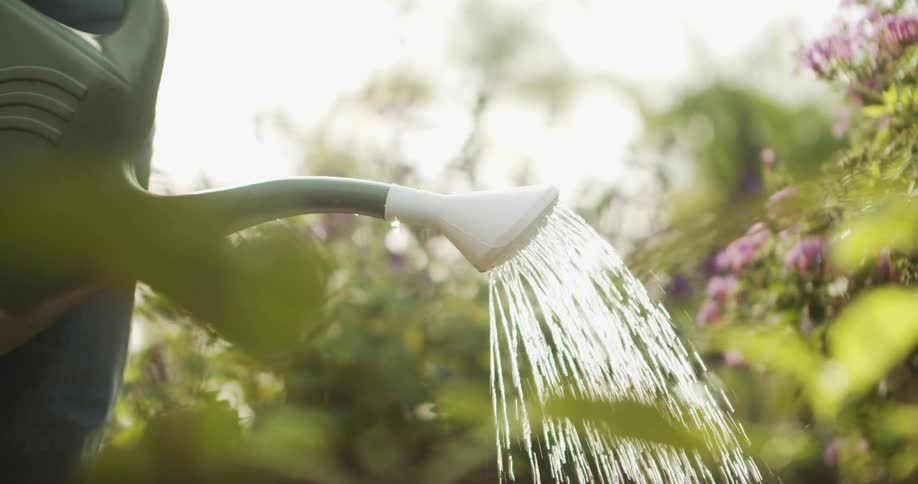 Water flows gently from watering can onto plants in garden surrounded by flowers and foliage