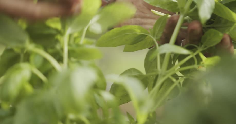 Scissors trim green leaves amid dense foliage during manual herb harvest