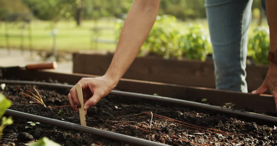 Hand places plant marker in raised bed with irrigation tubes and seedlings in tilled soil