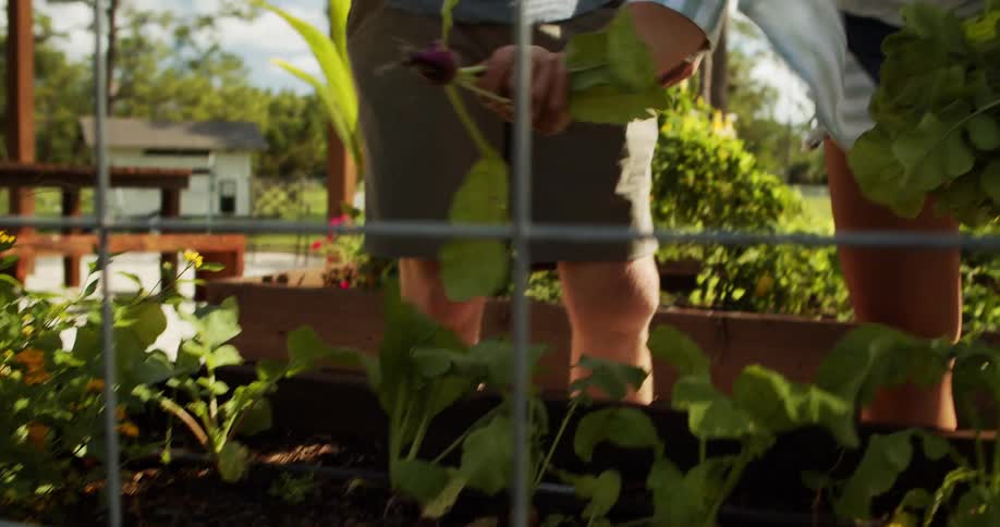 Couple picks seedlings from a fenced garden bed in the sunlight
