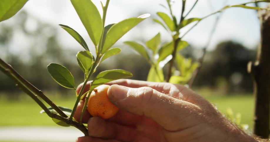 Male hands picking up a small yellow fruit from a plant outdoors during day time