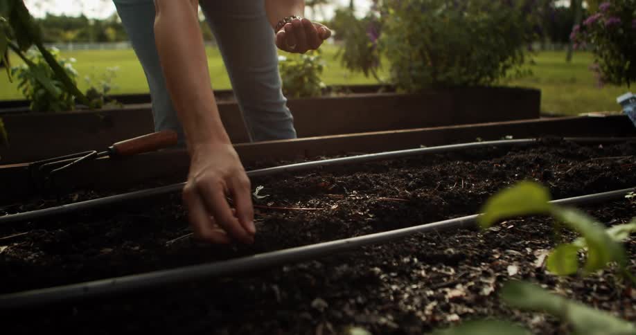 Hand places seed in moist soil with irrigation tubes in raised outdoor garden bed
