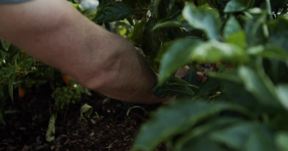 A close view of a person using yellow handled scissors to harvest a large red bell pepper from a plant and drop it into a metal colander full of other peppers in a sunny garden bed