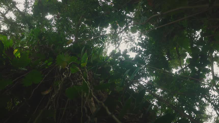 The video is an underwater upwardlooking shot of the dense canopy of a jungle or rainforest filled with dark green leaves and twisting vines the sky is only faintly visible through the foliage which creates a claustrophobic and mysterious atmos