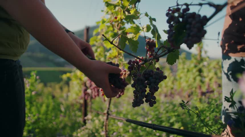 Two people harvest ripe grapes in a vineyard with hillside views under clear sky and golden light