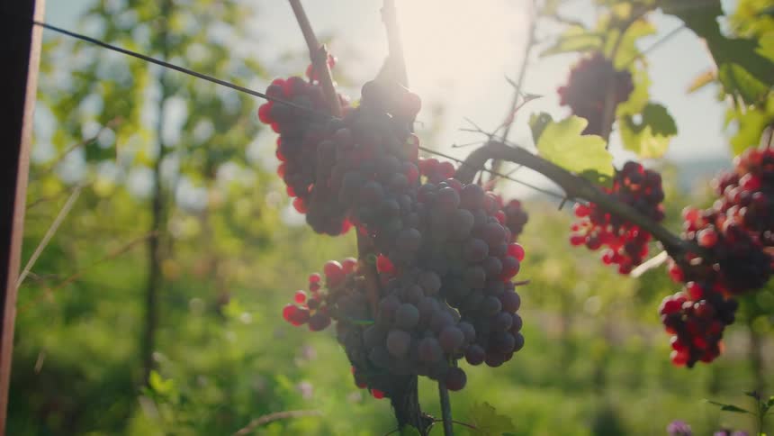 Ripe grape cluster hanging from vine under sunlight among green leaves