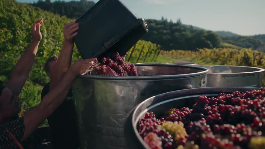 Red grapes are poured into metal container during harvest in vineyard with hills in the background