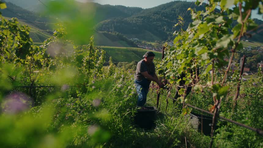 A man harvests grapes in a lush sun drenched vineyard on a rolling hillside