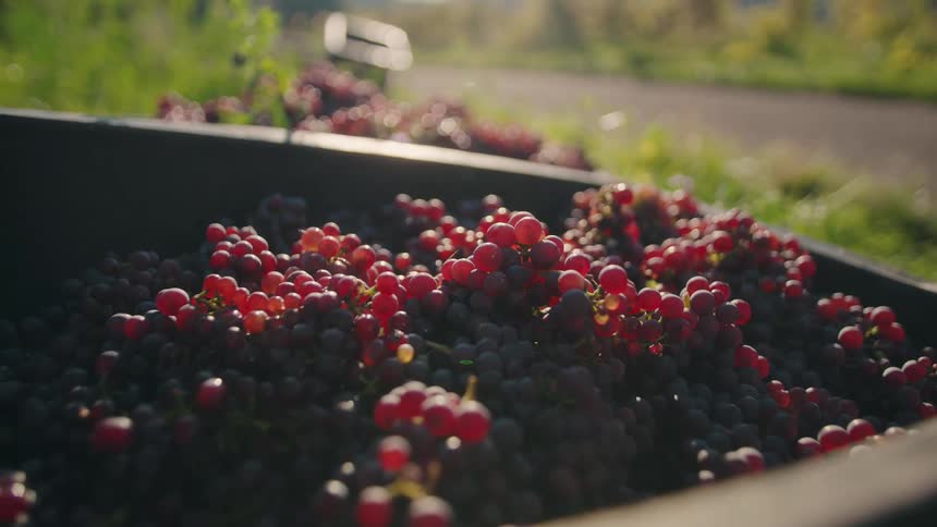 Freshly harvested grapes fill container under golden light highlighting abundance and freshness of the harvest