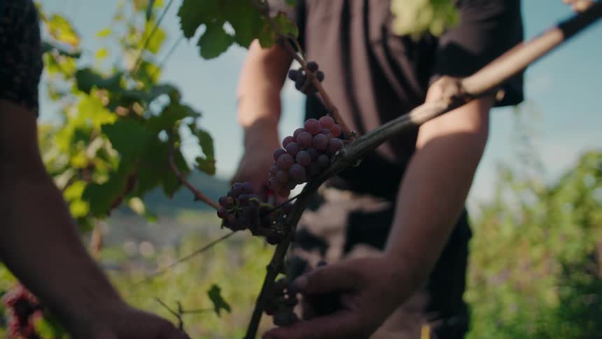 Two people work together on a sunny farm harvesting ripe berries directly from the plant