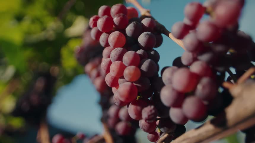 Multiple bunches of purplered grapes are shown hanging on their stems on a vine in a closeup shot with sunlight highlighting the berries and surrounding green leaves and a blue sky blurred in the background