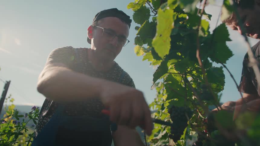 Two men are carefully trimming and inspecting grapes on vines