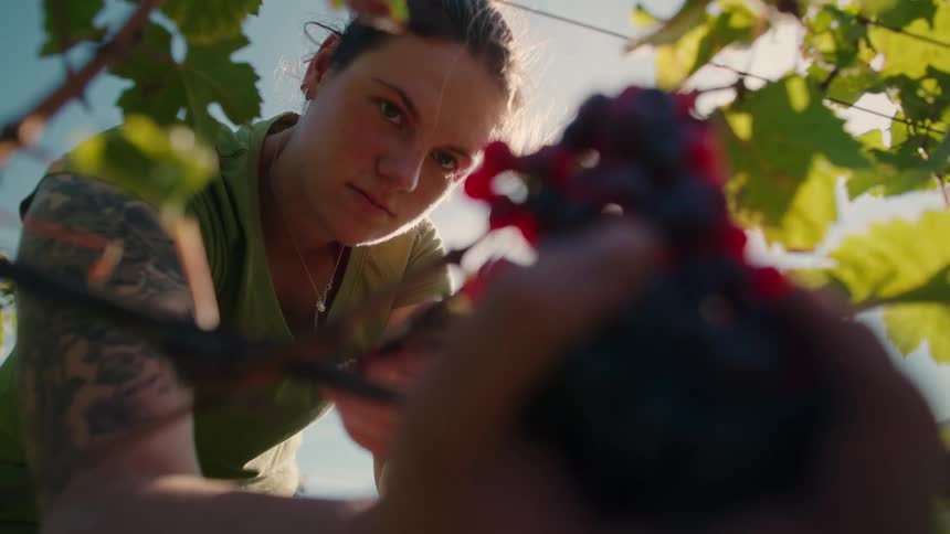 The woman is harvesting grapes