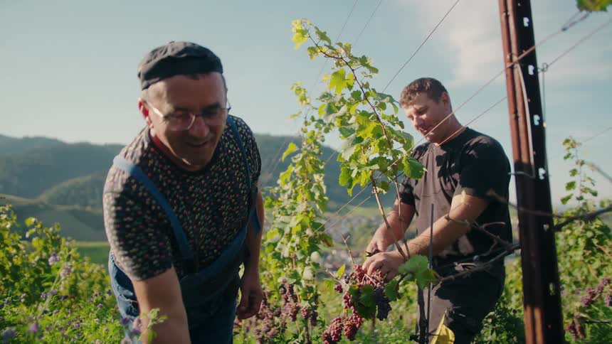 Two men work together harvesting grapes in a sunny vineyard on a hillside