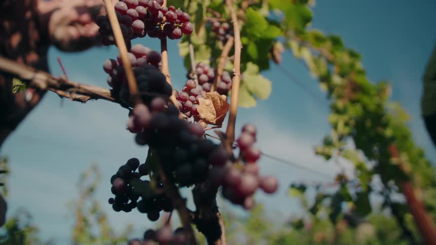Two people pick grapes from a vineyard on a sunny day carefully harvesting ripe clusters from the vines as warm sunlight bathes the rows of greenery