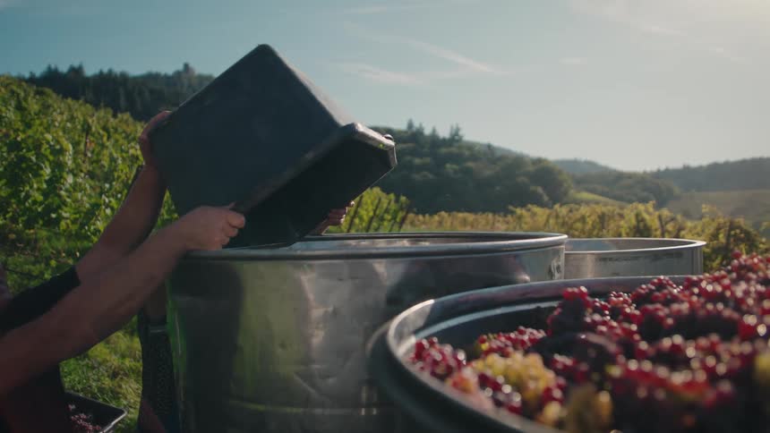 Person pouring freshly harvested grapes into large metal containers