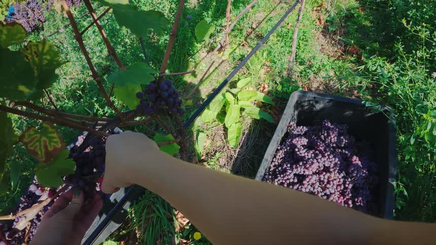 Person harvests ripe grapes directly from the vine in rural setting with surrounding vegetation