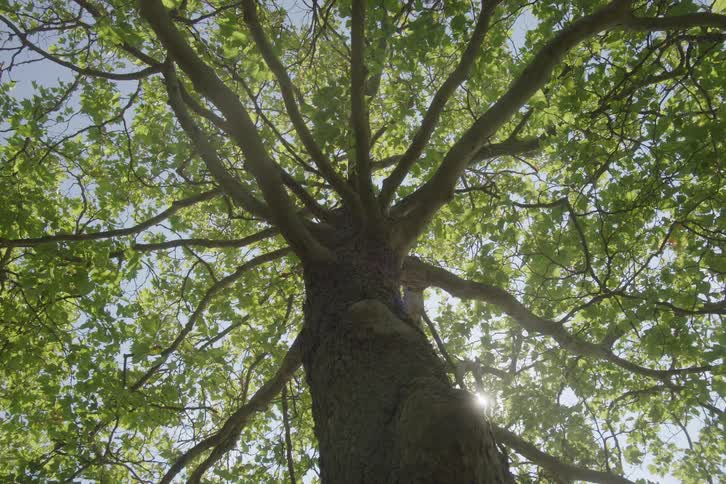 Tree branches spreading under sunlight
