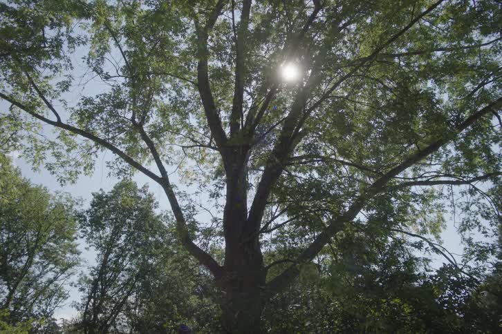 An extreme lowangle shot points upward at the dark trunk of a large tree that splits into multiple branches covered with green leaves against a bright blue sky with the sun shining and occasionally flaring from behind the dense foliage