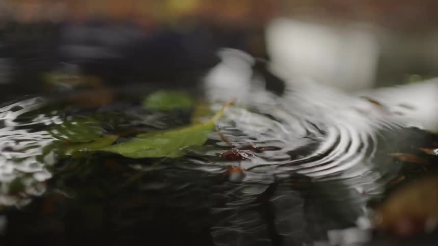 Green leaf falling on water outdoors during day time