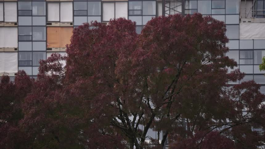 A wide low angle view shows a large tree with dark reddish brown leaves swaying slightly in the foreground set against the grid of white and dark glass windows of a modern urban building