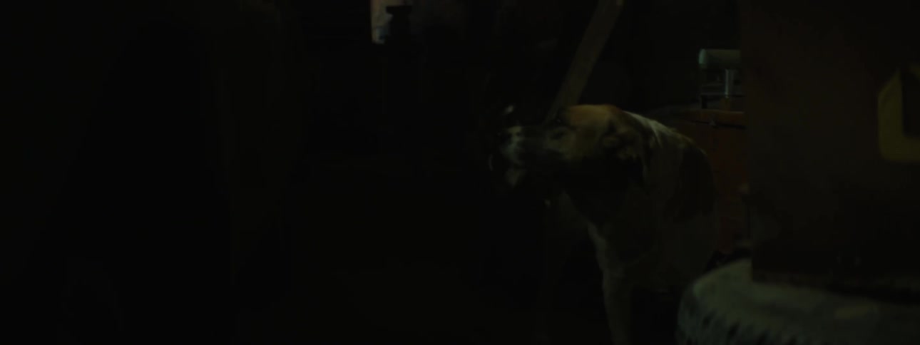 Dog in garage looks around while lights flicker on and off