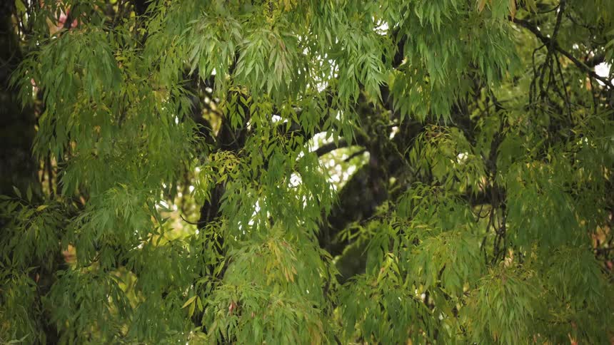 A closeup static shot captures rain drops falling in front of a dense screen of long drooping green leaves swaying slightly with the dark gnarled main trunk and thick branches of the tree visible through the gaps in the foliage in an outdoor setting