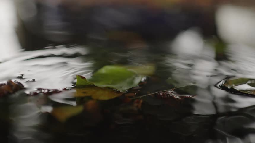 A close abstract view of a dark water puddle shows rain droplets creating ripples and disturbing yellow and green fallen leaves floating on the surface