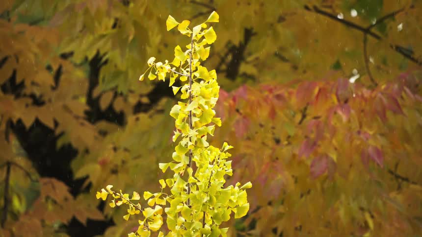 Closeup of yellow ginkgo leaves in rain with blurred autumn foliage