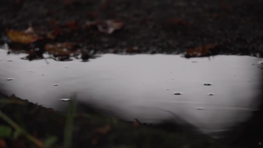 A dark puddle of water where individual rain drops fall and create concentric circular ripples that expand outward and dissipate
