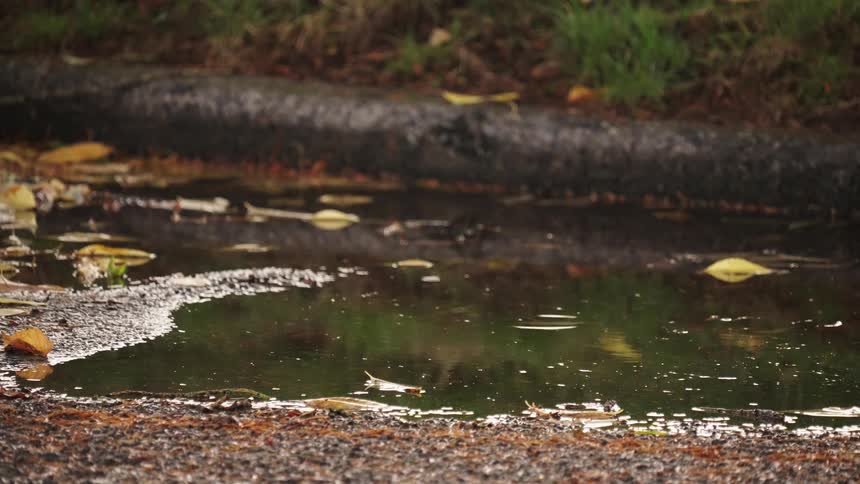 Falling raindrops create ripples in the water puddling on the street on an autumn day