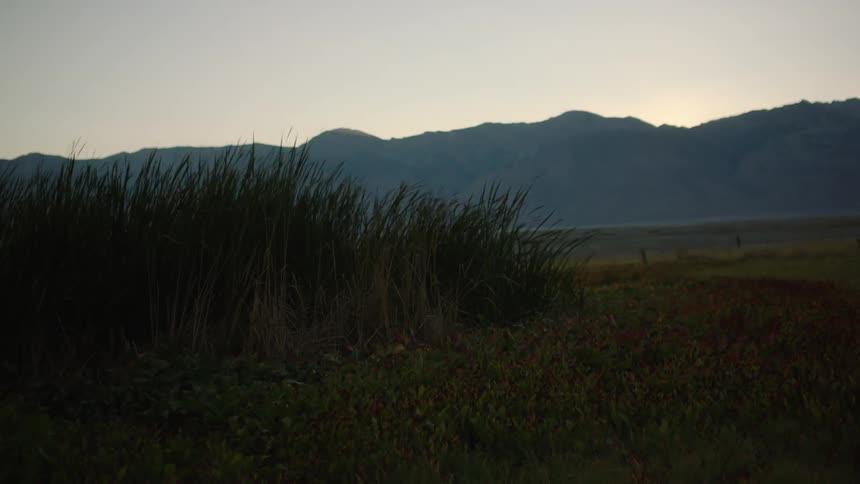 Wind is blowing the tall grass ahead