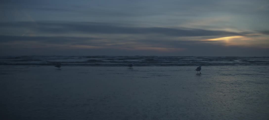 Seagulls on a beach