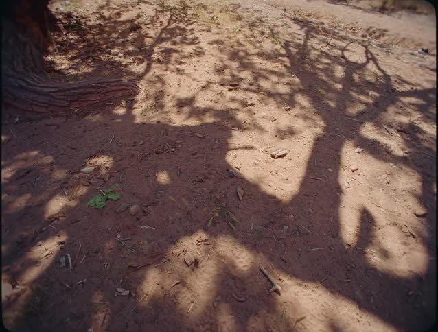 Dry reddishbrown ground beneath a tree trunk with the long dark intricate shadows of the trees branches stretching across the sunlit earth