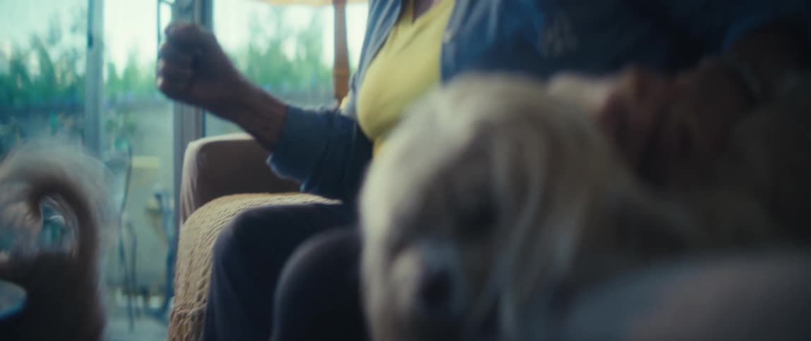 Longhaired dog resting on the couch while being petted