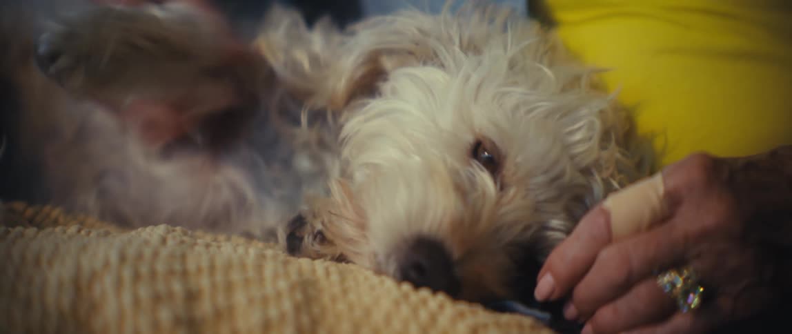 A closeup shot focuses on a small fluffy white dog lying on its side with two sets of hands gently stroking and holding the dogs head and body on a textured surface