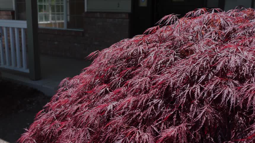 A dense domeshaped shrub covered in fine deep red leaves swaying slightly in the foreground with the dark brick and white wood railing of a residential building blurred in the background