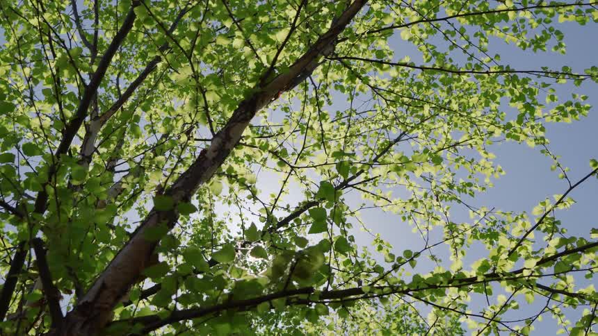 The video is an undershot looking up through the bright green canopy of a treethe sun shines brilliantly through the leaves and branches creating a lens flare and illuminating the fresh spring foliage against a clear blue sky