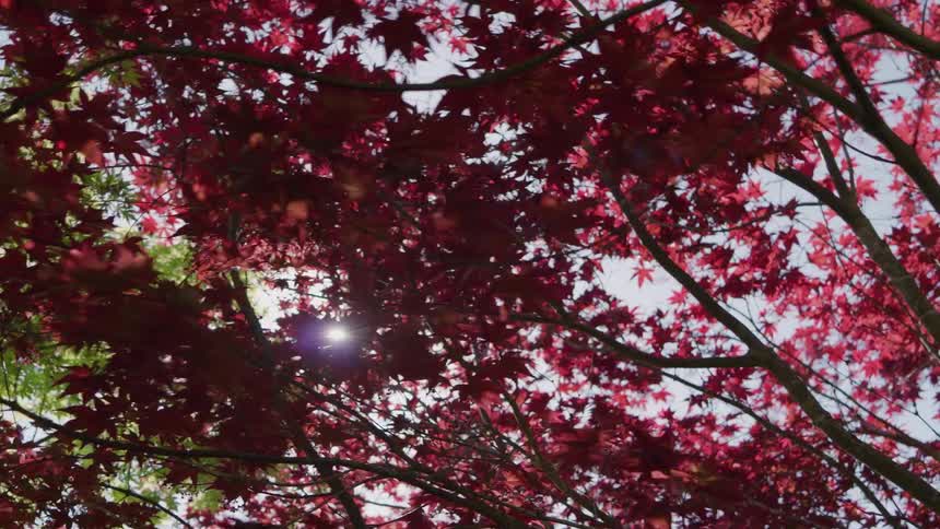 A beautiful lowangle view captures the contrasting foliage of bright green and vibrant red japanese maple leaves backlit by direct sunlight against a pale blue sky