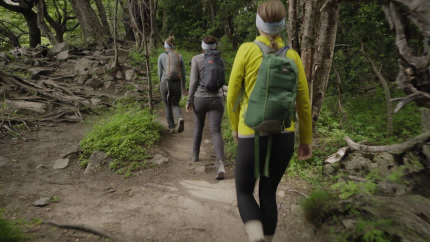Three people hiking through a forest