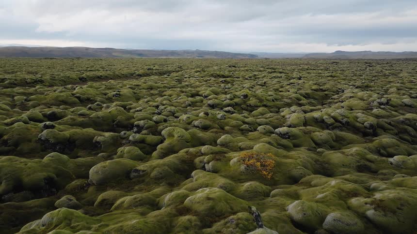 A vast landscape covered in lumpy green moss that extends to a distant horizon of low hills under an overcast sky