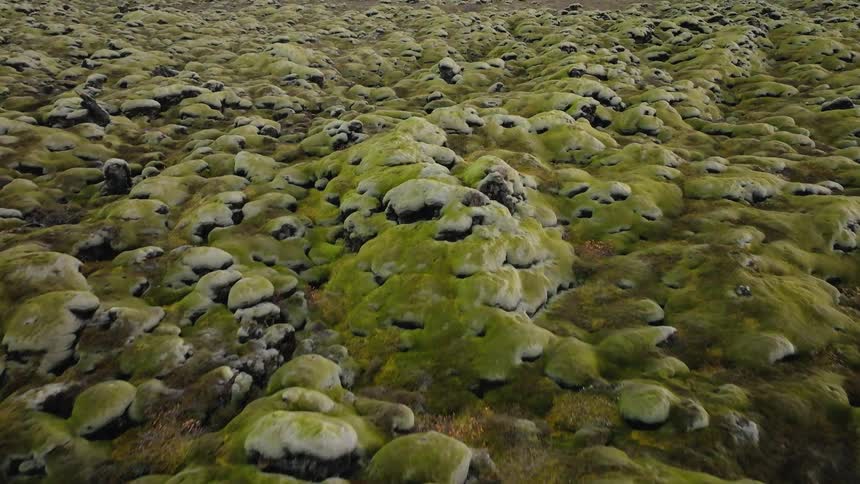 Field of mosscovered volcanic rocks stretches to the flat horizon