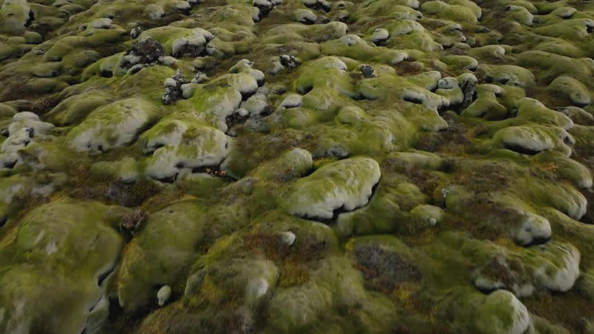 The mounds are covered with green moss