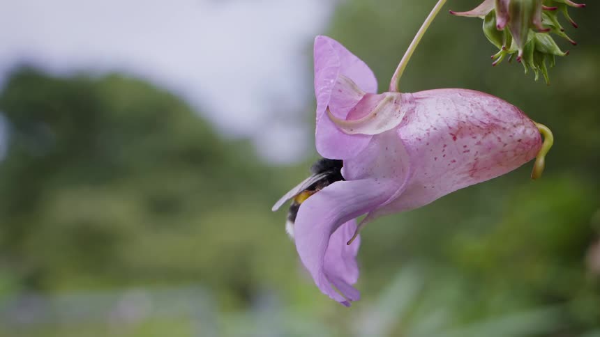 A closeup shot shows a bee briefly entering the opening of a hanging himalayan balsam flower to feed and then backs out and flies away against a blurred green and gray outdoor background