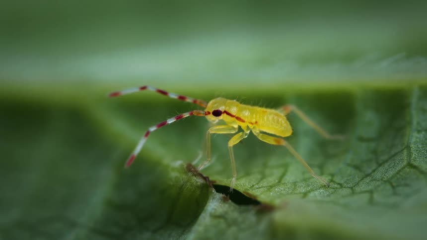 An insect, Campyloneura virgula nymph, on a large leaf